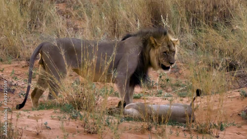 Black Maned Lion And His Lioness On The Grassland In Kgalagadi, South Africa - medium shot