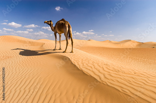 Fotografia Sand dunes and a camel in Dubai, United Arab Emirates