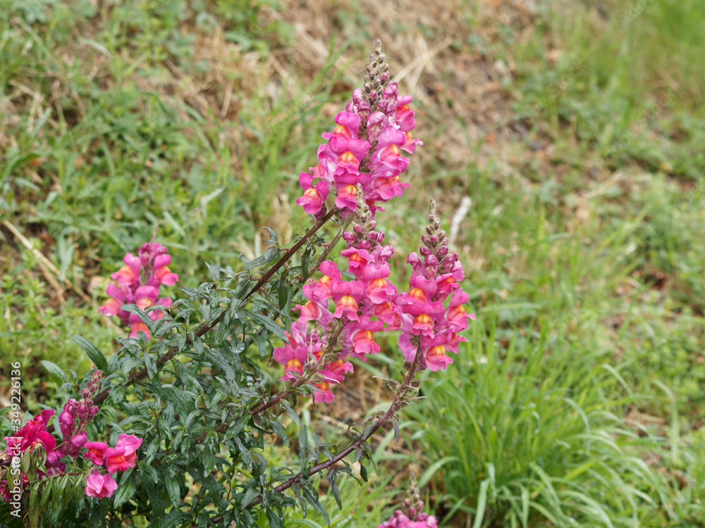 Antirrhinum majus | Muflier ou geule de loup en grappes sur tige dressée à fleurs à corole en forme de lèvres arrondies Antirrhinum majus | Muflier ou geule de loup en grappes sur tige dressée à fleurs à corole en forme de lèvres arrondies