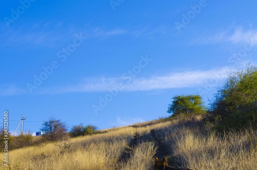 hill with grass in spring