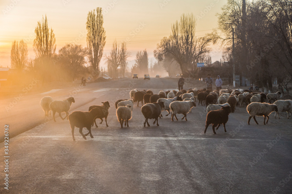 Obraz premium Kyrgyzstan - Cholpon-Ata - The herd of sheeps crosses the road going from pasture in a tiny roadside settlement at dusk near the shore of the lake Issyk-Kul