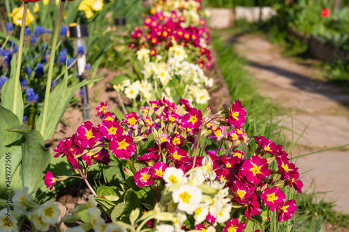 Fototapeta Naklejka Na Ścianę i Meble -  Flowerbed with colorful primroses in the country.