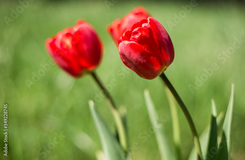Red tulip in the flowerbed. In the garden