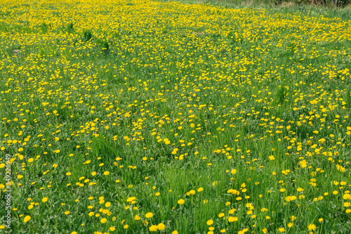 Field of yellow dandelion and grass