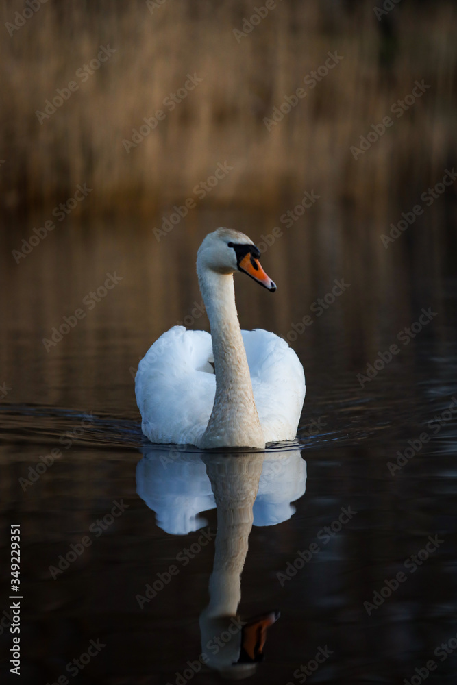 Beautiful white swan swimming in small pond. Beautiful white swan swimming in small pond.