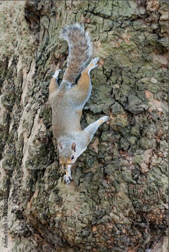 Squirrel going down the trunk of a tree