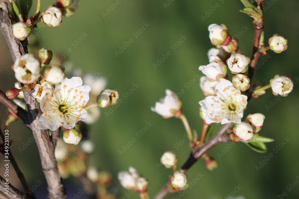 White cherry flowers close-up on a twig against a clear blue sky on a Sunny day. White cherry flowers close-up on a twig against a clear blue sky on a Sunny day.