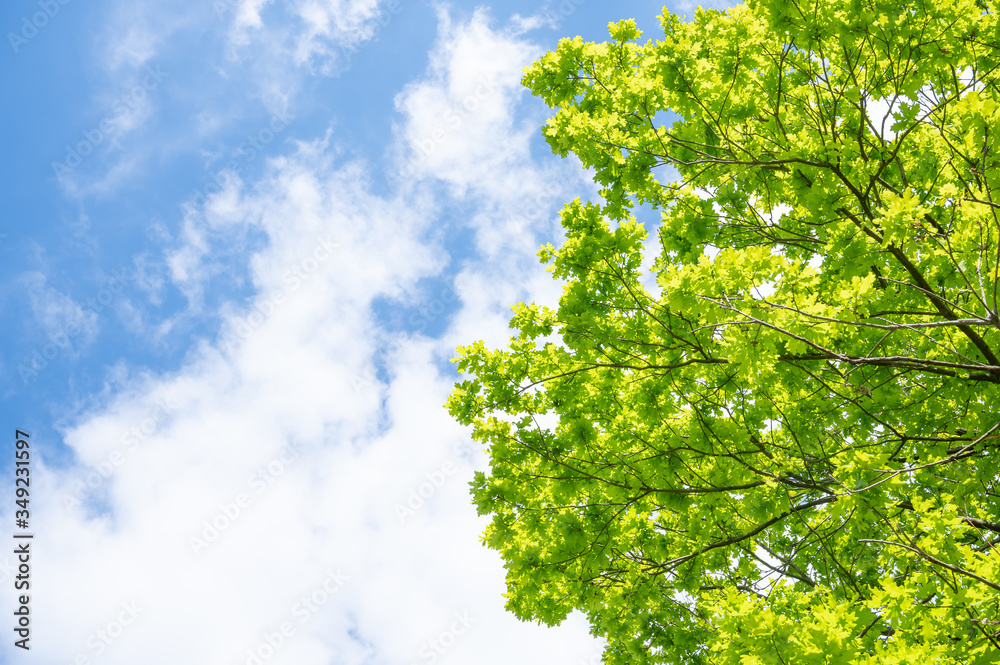 Blue sky, sun and fresh green.