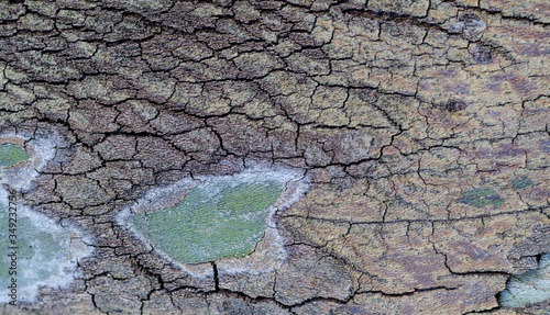 Brown tree bark close-up. Template. Pattern. Crack