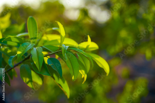 Sapodilla Sapodilla plum leaves on tree Scientific name  Manilkara zapota.