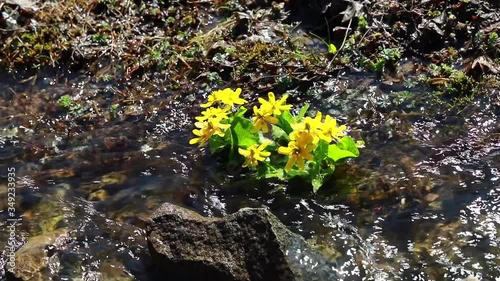Nature's spring adventure, flowers and colors