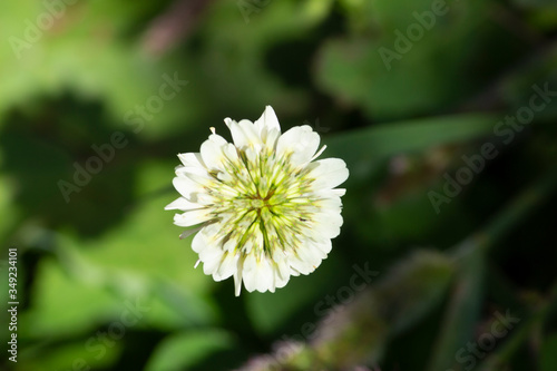 white flower of a dandelion Green Background- Concept Peace