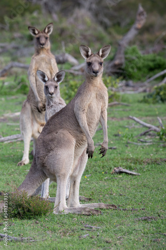 Three kangaroos