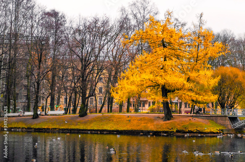 yellow tree in the park 