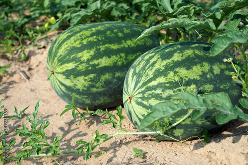 Fresh green watermelon of ripe watermelons with green leaves in a field. nature food