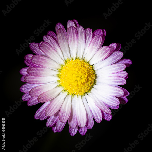 Daisy with white and purple petals on a black background