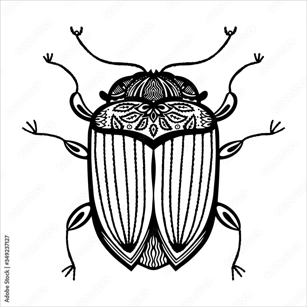 Vector illustration of an insect, bug. Black white illustration ...