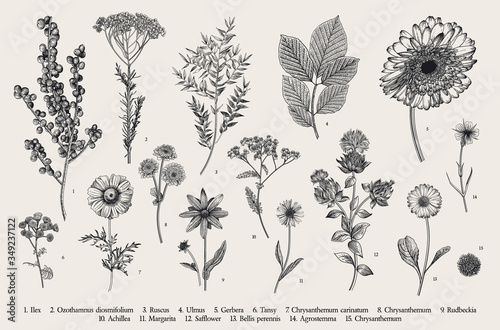 Vintage vector botanical illustration. Set. Autumn flowers, berry and leaves. Black and white photo