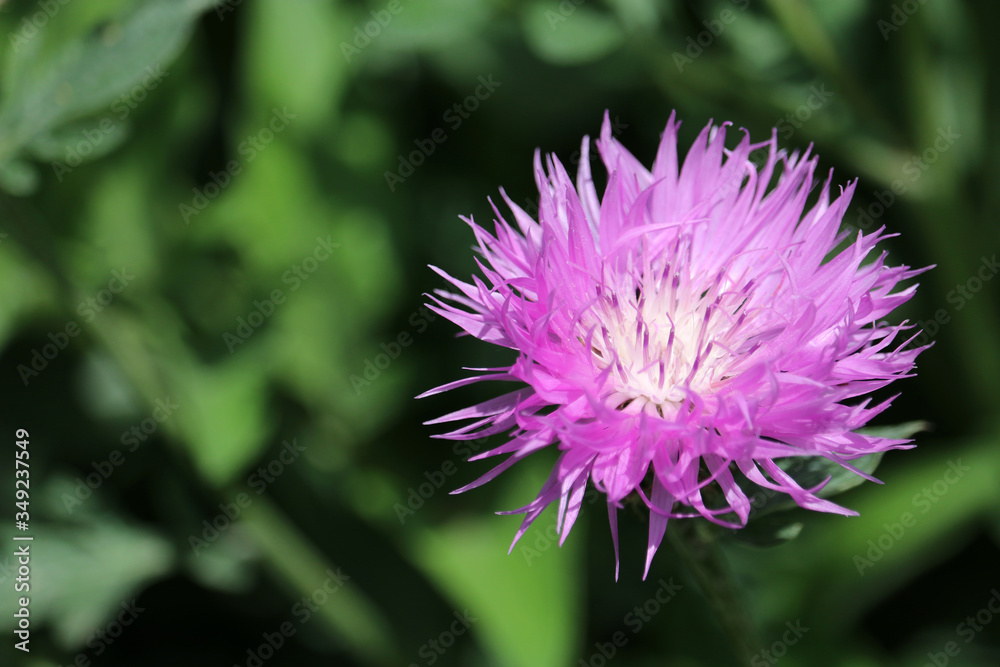 Purple cornflower close-up. Field flower cornflower. Cornflower on a blurred background. Flower of the Aster family. Purple cornflower close-up. Field flower cornflower. Cornflower on a blurred background. Flower of the Aster family.