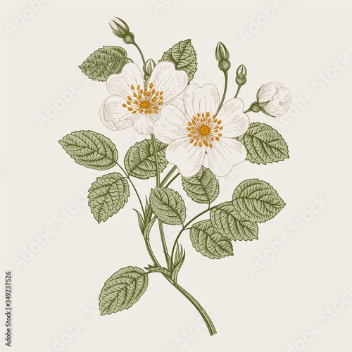 Rose hip. Wild white rose. Botanical vector illustration.