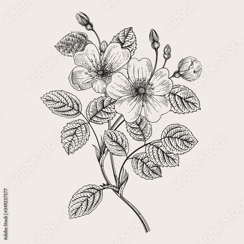Rose hip. Wild rose. Botanical vector illustration. Black and white