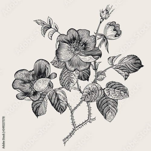 Rose hip. Wild rose. Botanical vector illustration. Black and white  ..