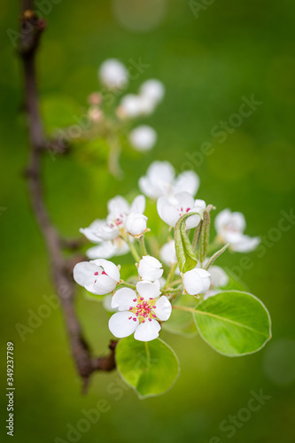 White pear blossom on a green natural background