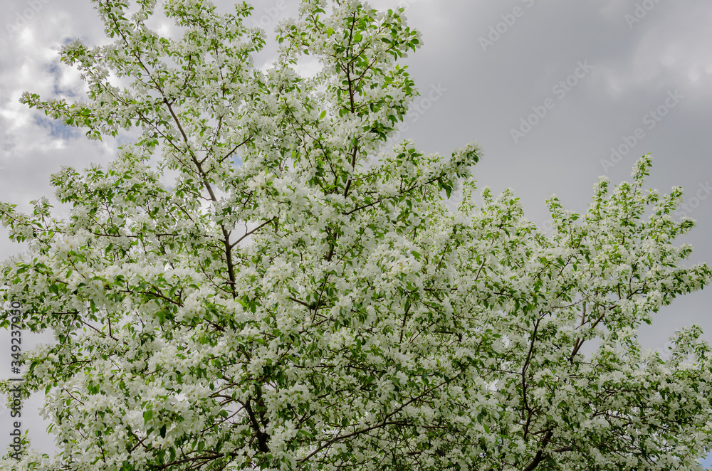 Blooming Apple tree in spring against the blue sky. Blooming Apple tree in spring against the blue sky.