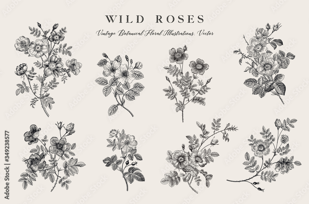 Obraz Wild roses. Botanical floral vector illustration. Black and white