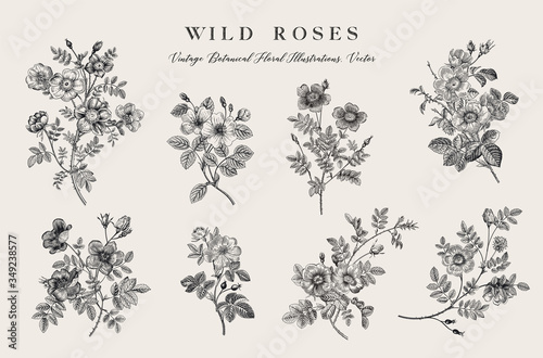 Wild roses. Botanical floral vector illustration. Black and white
