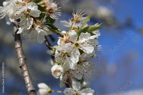 White cherry flowers close-up on a twig against a clear blue sky on a Sunny day.
