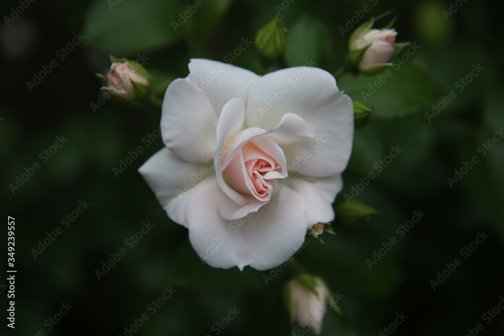 Obraz premium Maggio è il mese della fioritura delle rose; in giardino, dettaglio di una romantica rosellina rosa appena sbocciata