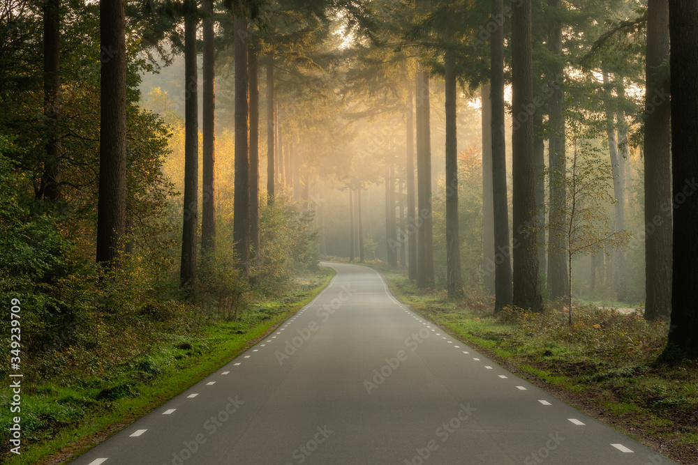 Naklejka premium Speulderbos, Gelderland, the Netherlands - October 23, 2019 : An empty road in the forest on an early morning