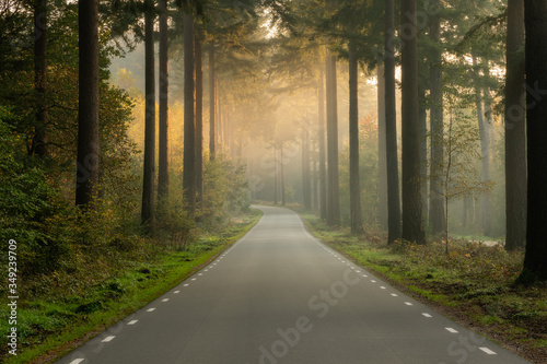 Speulderbos, Gelderland, the Netherlands - October 23, 2019 : An empty road in the forest on an early morning photo