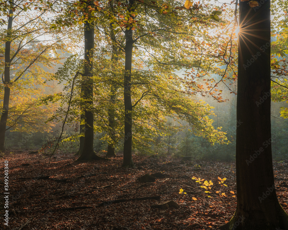 Φωτογραφία Speulderbos, Gelderland, the Netherlands - October 30, 2019 : Early morning in t