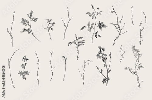 Wild roses. Floral elements. Botanical vector illustration. Twigs, sticks. Black and white