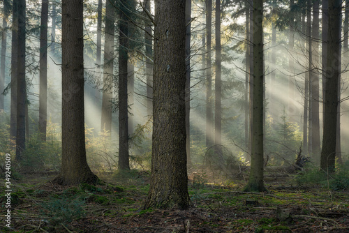Speulderbos  Gelderland  the Netherlands - October 30  2019   Early morning light rays and fog between the trees