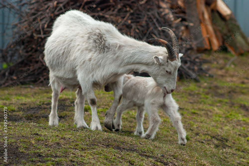 Mom goat and a young goat graze in the fresh air. Mom goat and a young goat graze in the fresh air.