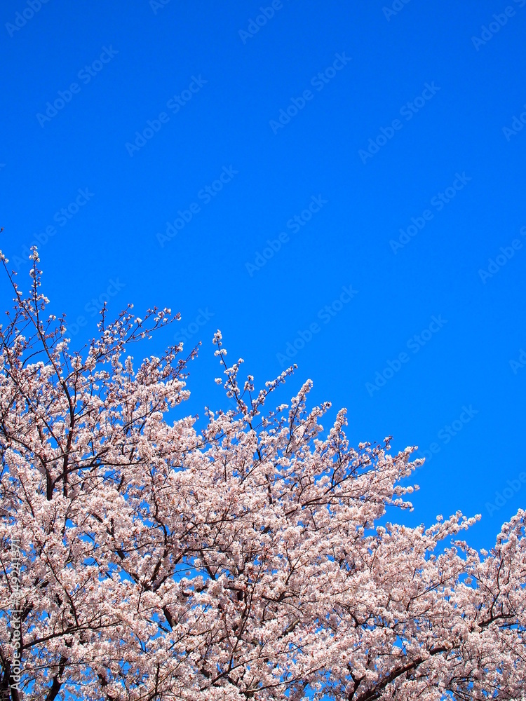満開の桜と青空 満開の桜と青空