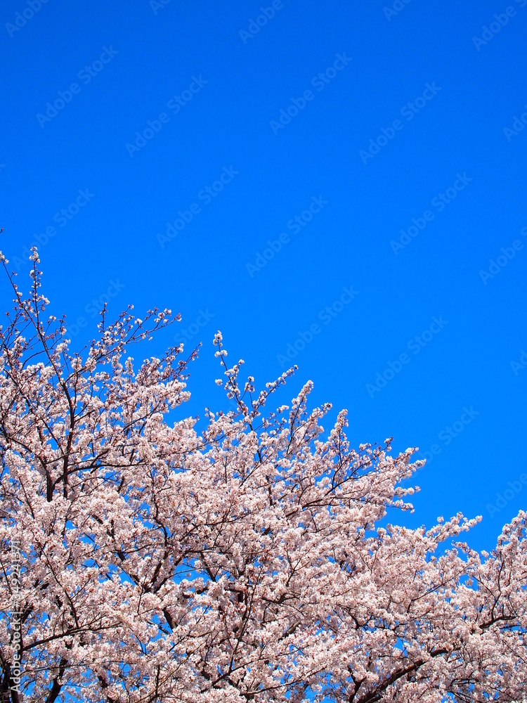 満開の桜と青空