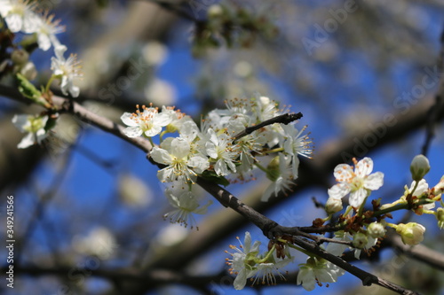 White cherry flowers close-up on a twig against a clear blue sky on a Sunny day.