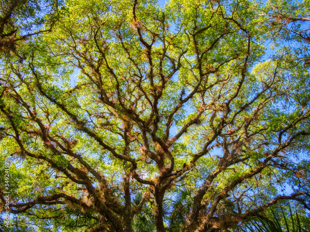Obraz premium Live Oak tree in Sleeping Turtles Preserve North in Venice Florida