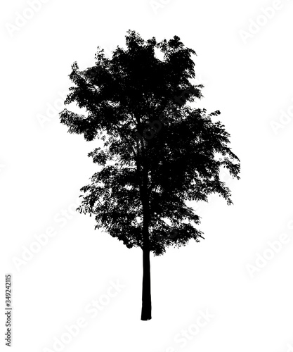 black tree silhouette isolated on white background. Clipping path. for apps and websites.