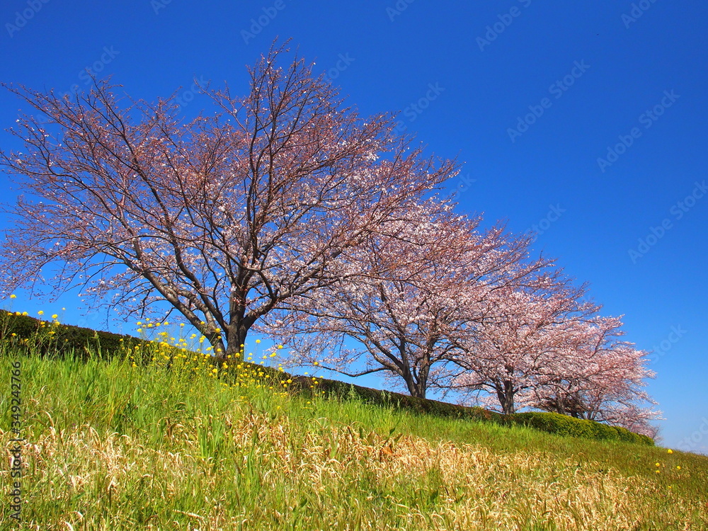 江戸川土手の満開の桜と青空 江戸川土手の満開の桜と青空