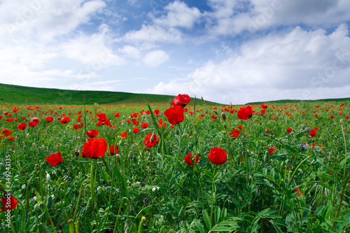 Fototapeta Naklejka Na Ścianę i Meble -  Red poppies. Wild flowers on a background of green grass. Summer natural background.
