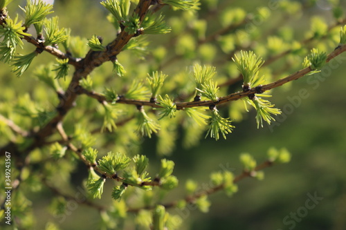 Tender young fir needles on a branch.
