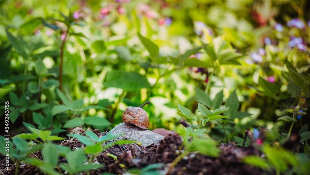 Obraz premium Snail shell in the spring garden.