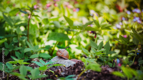 Snail shell in the spring garden. © Kiryl