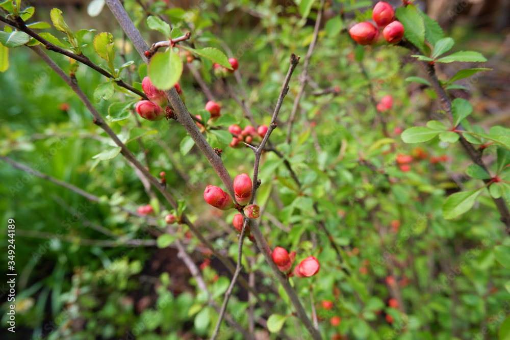 Buds of japanese quince Chaenomeles red flowers on tree branches in spring macro close up view. Spring sunny day