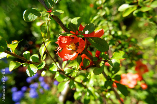 Flower of Chaenomeles japonica close up view. Macro of japanese quince flowers in spring. Blossoming Chaenomeles shrub photo